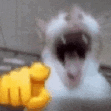 Cat Laughing GIFs | Tenor